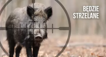 Dziki na celowniku. Do końca kwietnia ma być ich 4 tysiące mniej