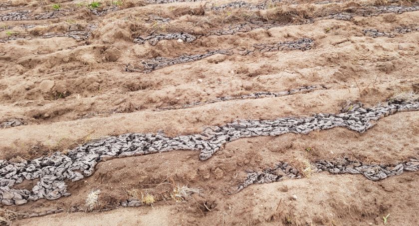 Cuchnące odpady koło Zachodu. GIOŚ nadaje bieg sprawie, firma pod kontrolą. Foto: GIOŚ