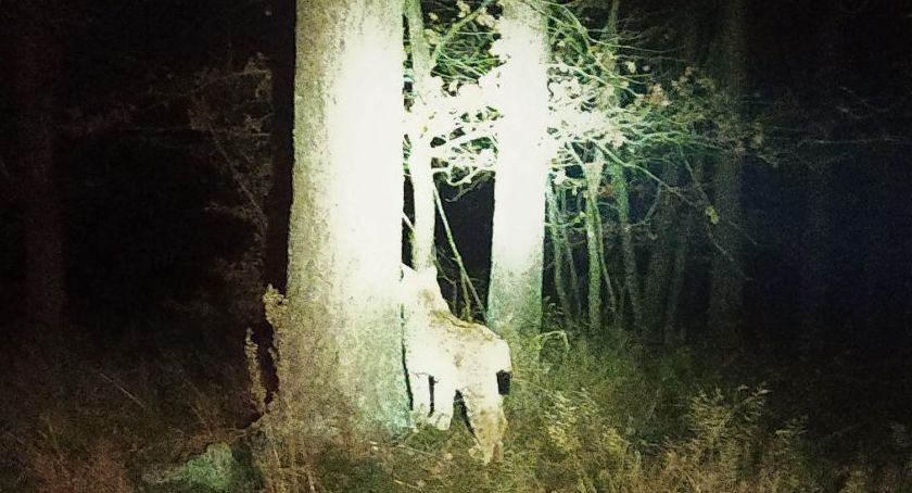 Ryś w lesie w okolicy Szczecinka! / ostoja-szczecinek.pl