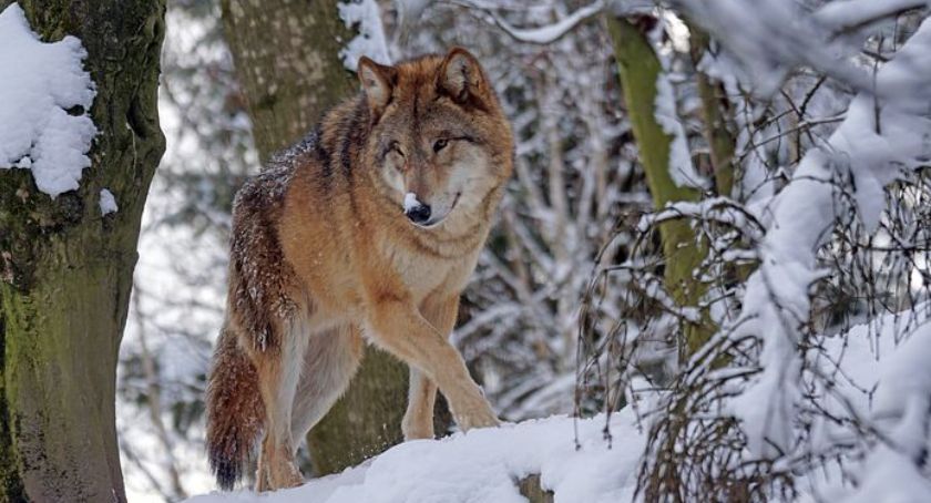 Bliskie spotkanie z wilkiem w lesie koło Bornego Sulinowa/Pixabay.com