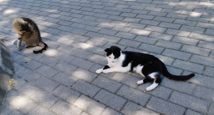 Schronisko dla zwierząt: Adoptowany kot przyczyną większego sporu. Kto ma rację? / fot: Schronisko