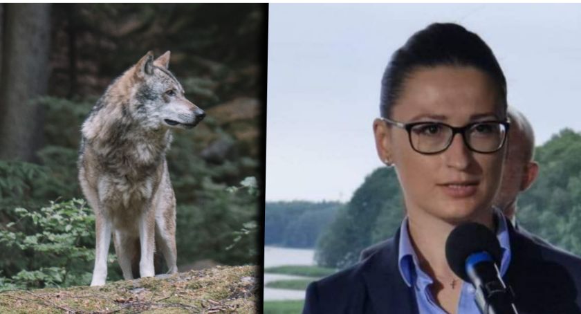Małgorzata Golińska: Nie ma potrzeby żeby strzelać do wilków