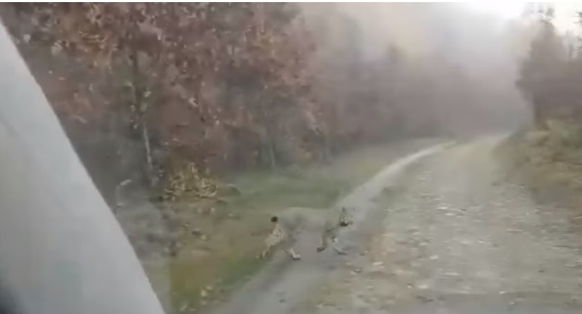 Ryś w okolicach Szczecinka! Jest unikalne nagranie