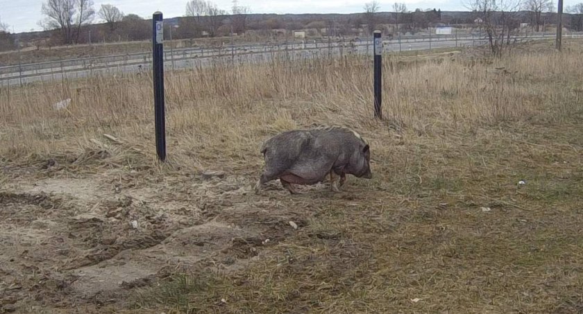 Świnka biegała po Szczecinku. Interweniowała Straż Miejska / fot. FB - Straż Miejska w Szczecinku
