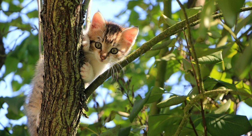 Uwięziony kot, wypadki, w ogniu trawy i... wycieraczka. Tydzień pracy szczecineckich strażaków
