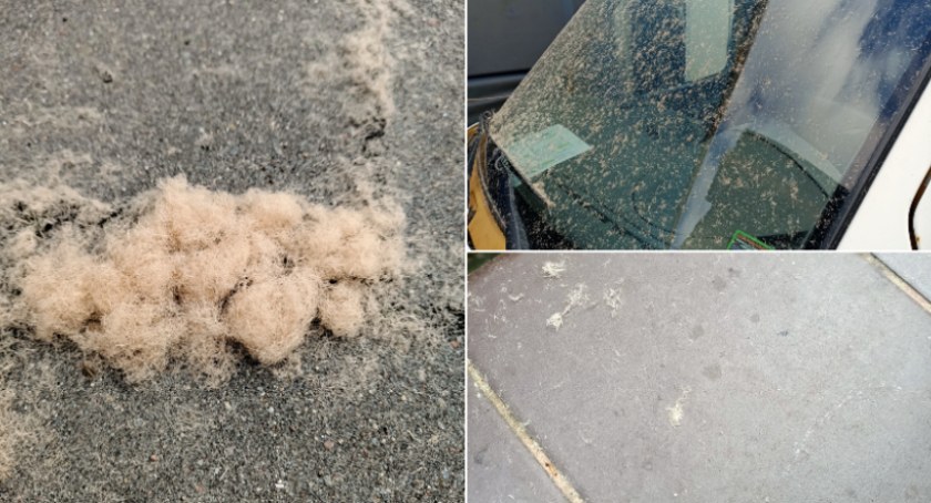 Co unosiło się w powietrzu nad ul. Kwiatową w Szczecinku?