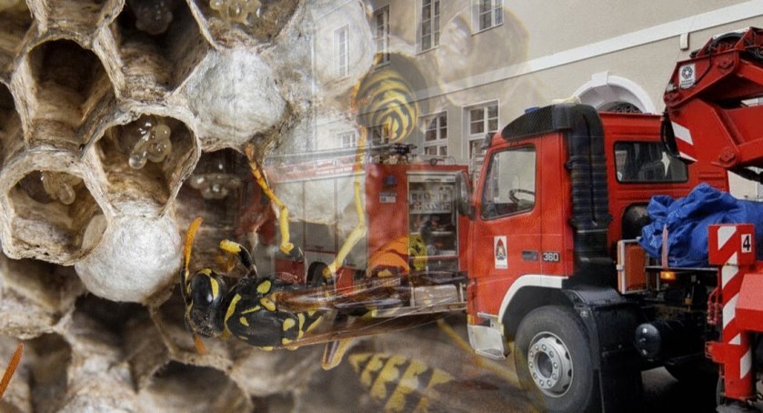Zdjęcie: Strażacy musieli kilkukrotnie interweniować do gniazd os
