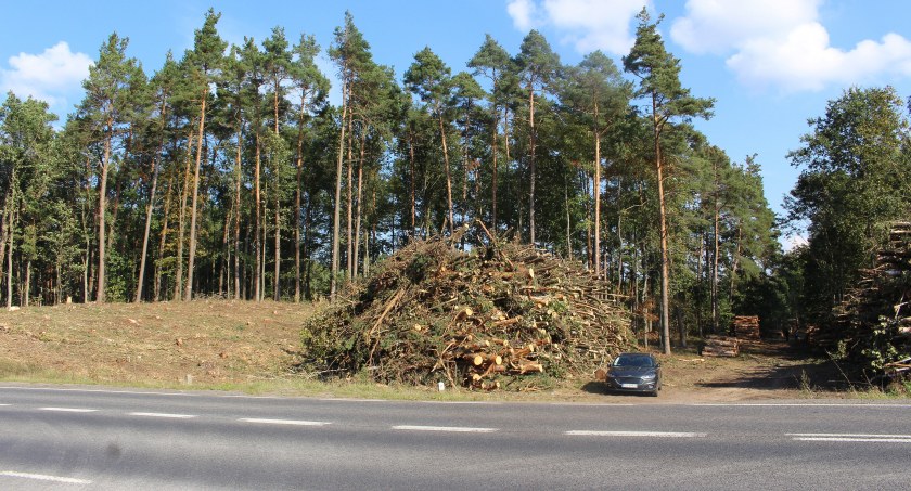 zdjęcie: Przed budową łącznika DK20 z DK11 trwa wielka wycinka drzew 