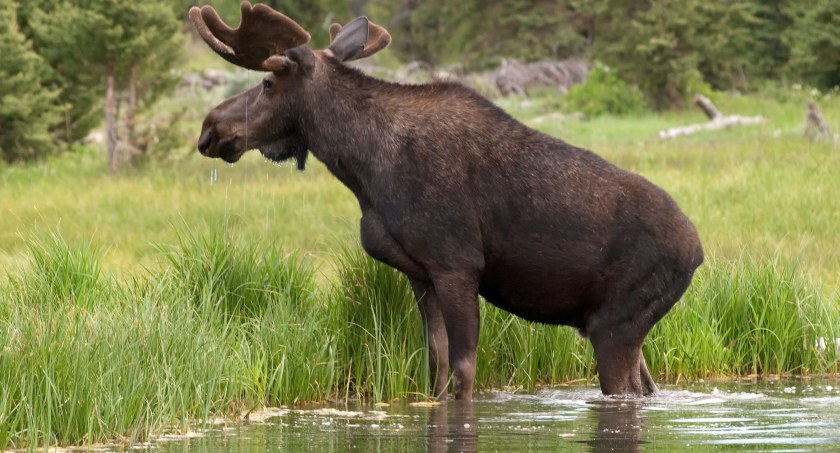 zdjęcie: Łoś Alces / wiki / Walter Ezell