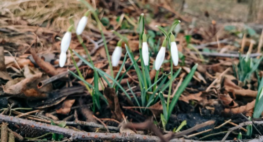 zdjęcie: Przebiśniegi
