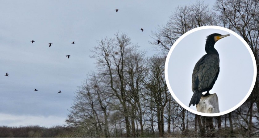Zdjęcie: Kormorany nad jeziorem Trzesiecko