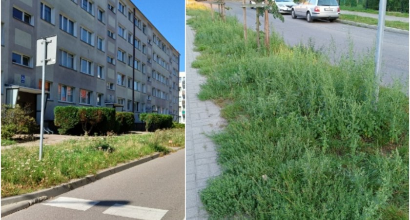 zdjęcie: Zarośnięte trawniki na ul. Chełmińskiej / fot: Czytelnik