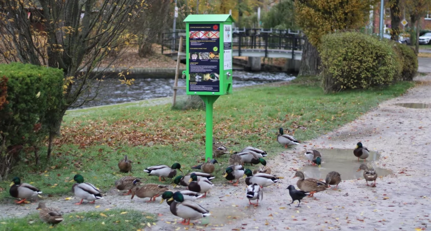 Zdjęcie: P. Witczuk