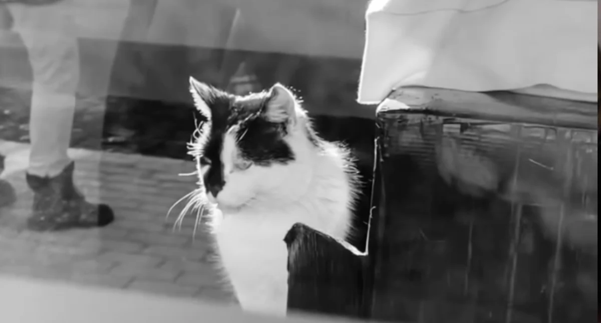 zdjęcie: Kot Camper na przystanku w Szczecinku, marzec 2023