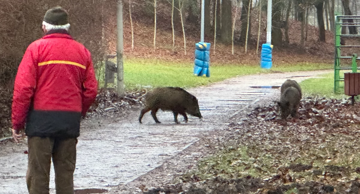 Zdjęcie: Dziki niedaleko Wieży Bismarcka w Szczecinku