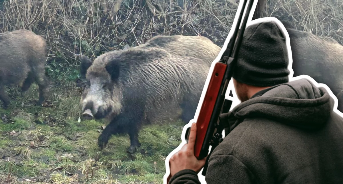 Zdjęcie: Czy trzeba będzie strzelać do dzików w Szczecinku?