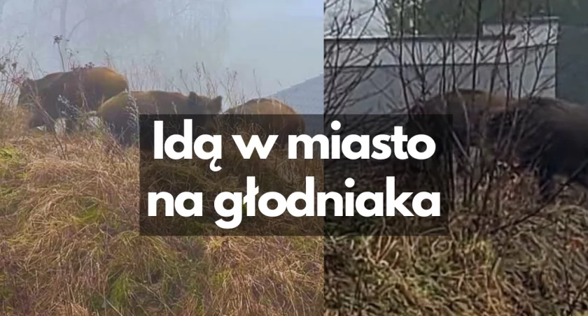zdjęcie: Dziki na ul. Konwaliowej / fot: SM 