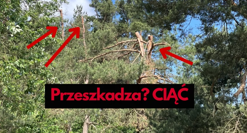 Wasz Temat, Zdewastowane sosny granicy Laskiem Zachodnim Rzucały dużo cienia - zdjęcie, fotografia