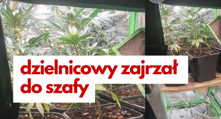 fot: uprawa konopi indyjskich schowana w szafie