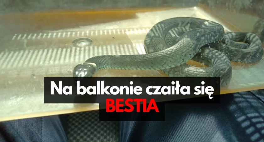 foto: zaskroniec / SM