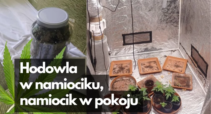 zdjęcie: Hodowla marihuany w mieszkaniu / fot: KPP Szczecinek