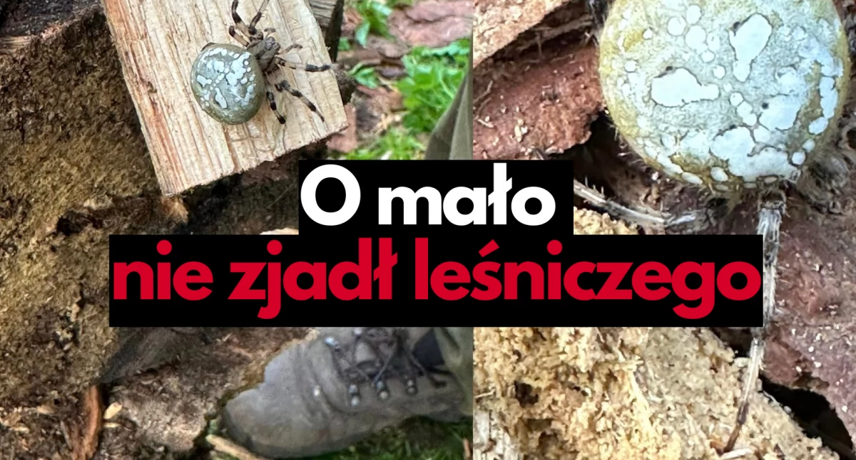 zdjęcie: Pająk krzyżak - gigant spotkany w lecie przez lesnika Dariusz Mikszto / fot. Dariusz Mikszto / RDLP Szczecinek