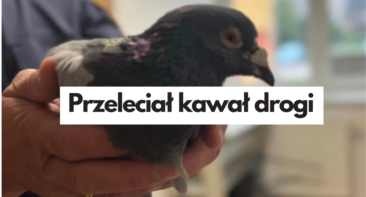 Straż Miejska, Powietrzny listonosz przymusowo lądował Szczecinku - zdjęcie, fotografia