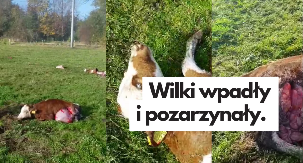 Aktualności, Wilki pogrywają najlepsze Rzeź stadzie krów - zdjęcie, fotografia