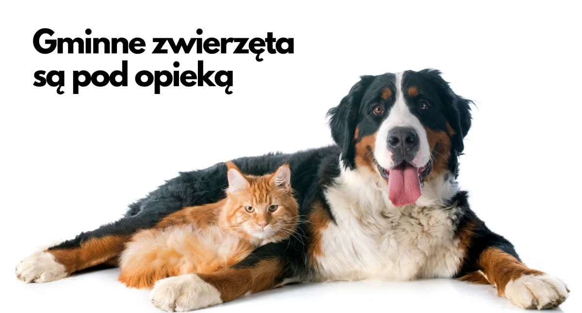 Gmina Szczecinek, właśnie zaopiekują gminnymi zwierzętami - zdjęcie, fotografia