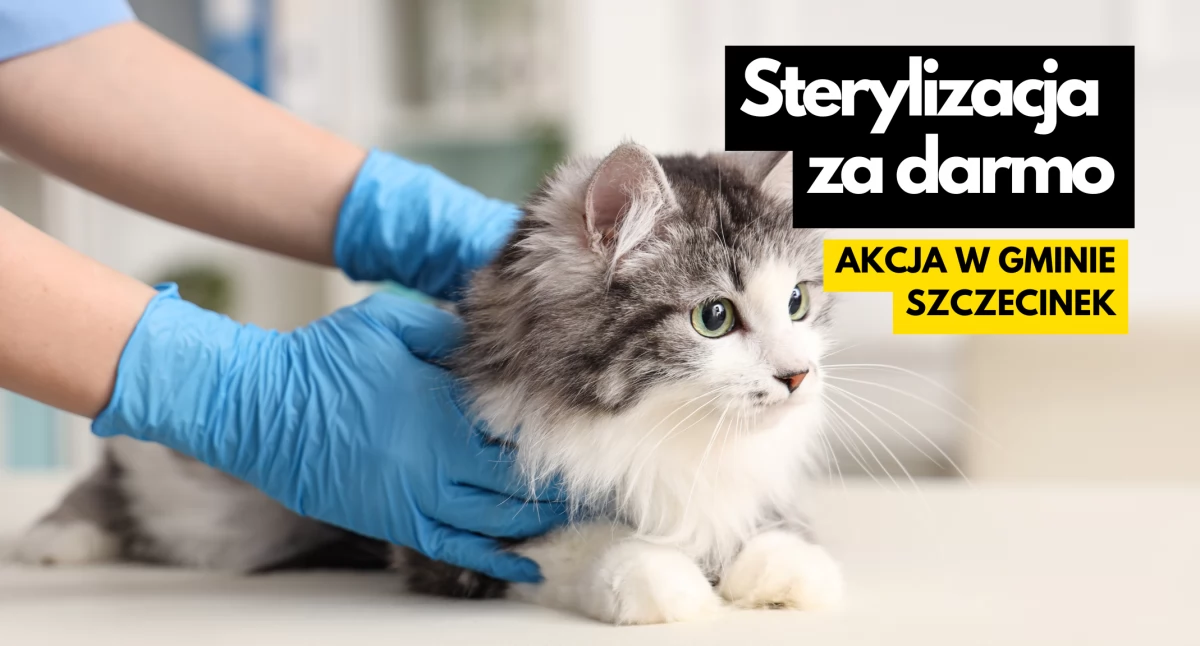 Gmina Szczecinek, Bezpłatna sterylizacja kotek Ruszył nabór wniosków - zdjęcie, fotografia