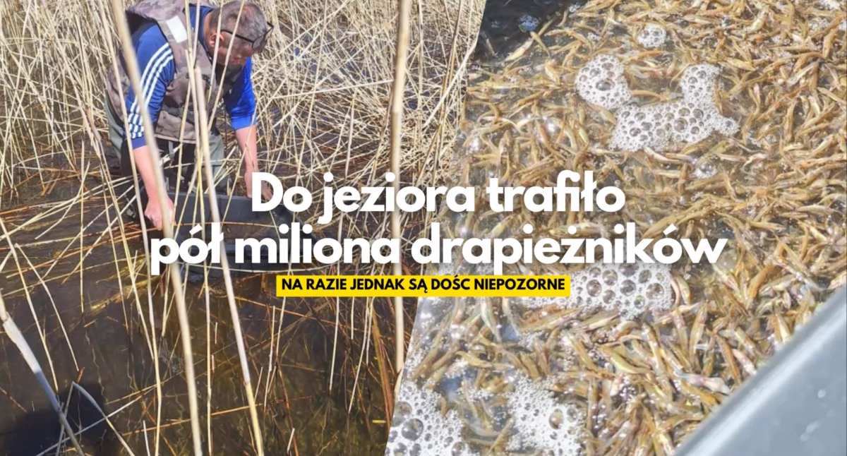Na ryby?, Ponad pół miliona szczupaków jeziora - zdjęcie, fotografia