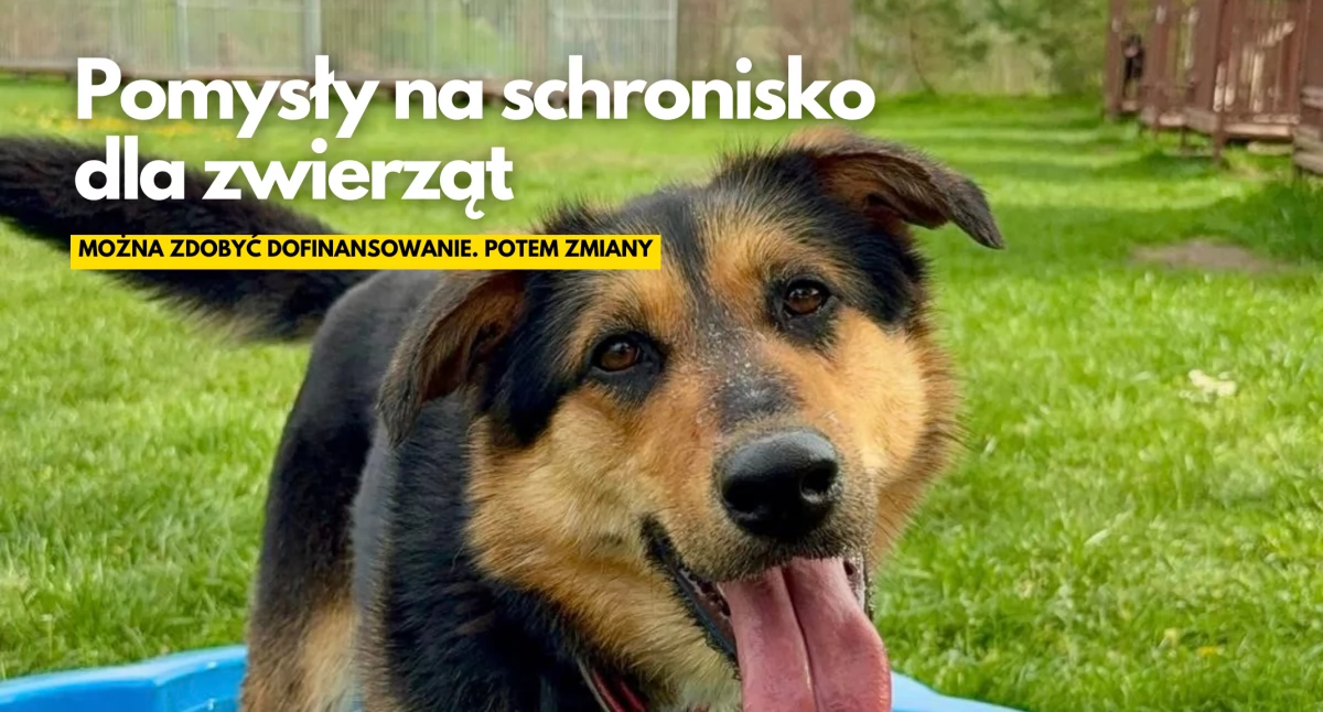 fot: schronisko dla zwierząt w Szczecinku / FB