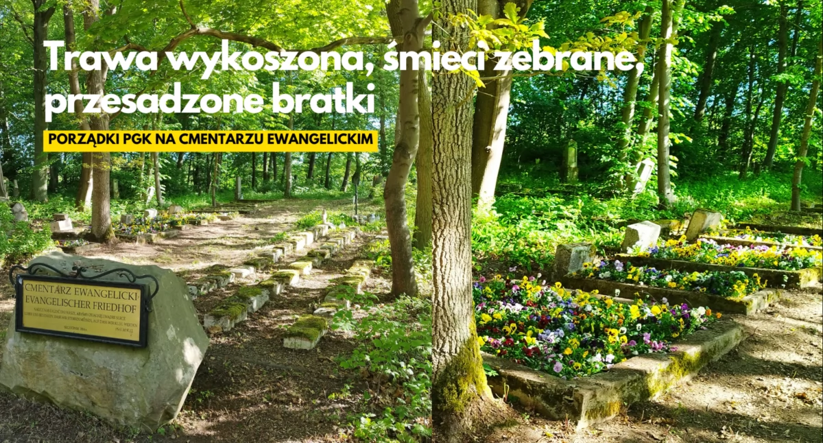Aktualności, Bratki mogiłach wiosennie zadbało cmentarz Trzesiece - zdjęcie, fotografia