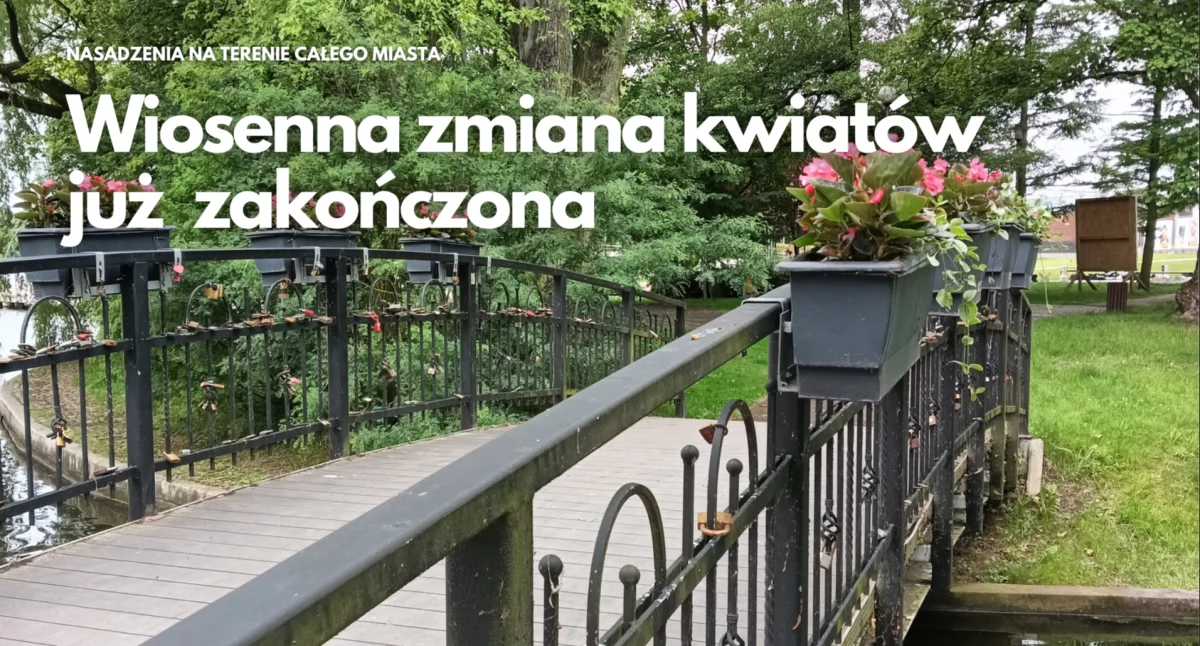 Aktualności, Ponad tysięcy nowych roślin ozdobiło miasto - zdjęcie, fotografia