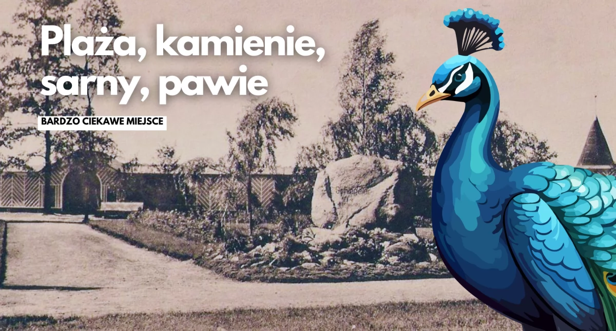 Historia, kamień upamiętniał niemieckiego bandytę niedaleko plaży biegały pawie - zdjęcie, fotografia