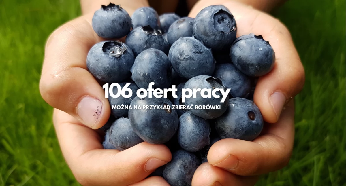 Praca, Borówki spawanie księgowość ofert pracy Szczecinku - zdjęcie, fotografia