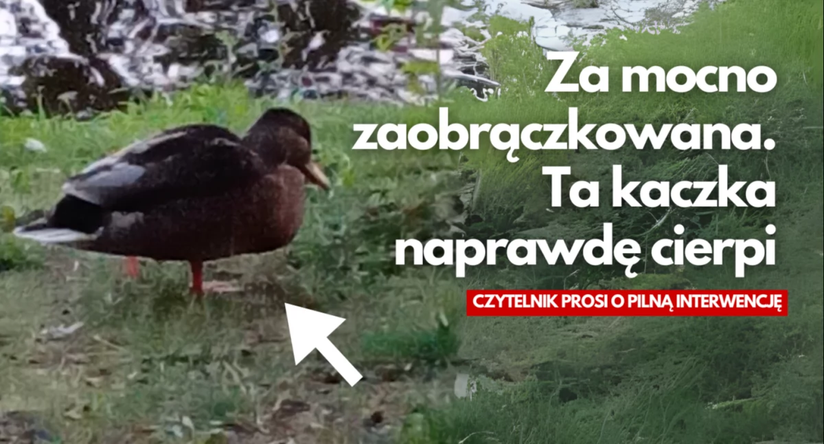 Zdjęcie: Czytelnik