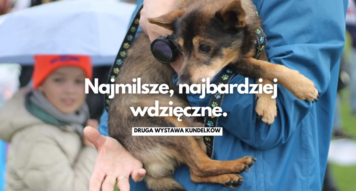 Imprezy, Kundelki znów centrum uwagi Druga wystawa psów Szczecinku - zdjęcie, fotografia
