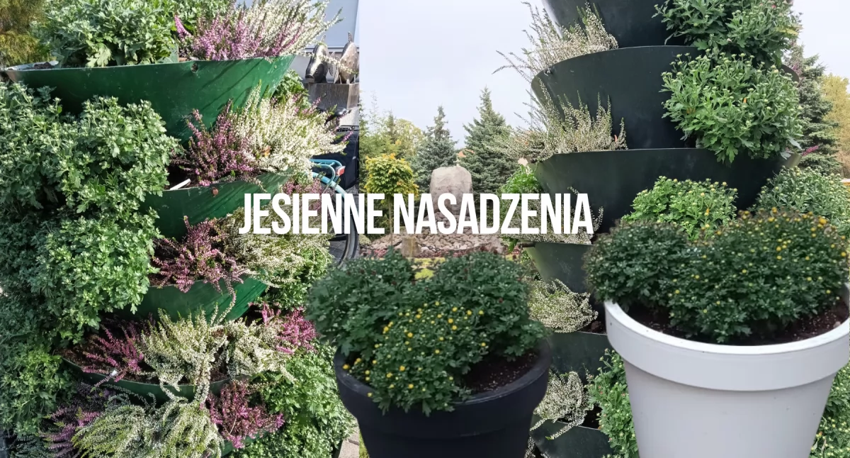 Aktualności, kwiatów jesień zakończyło sezonową wymianę - zdjęcie, fotografia