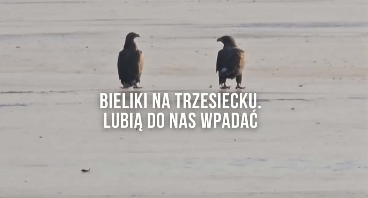 Zdjęcie: YT/MagpieLensX