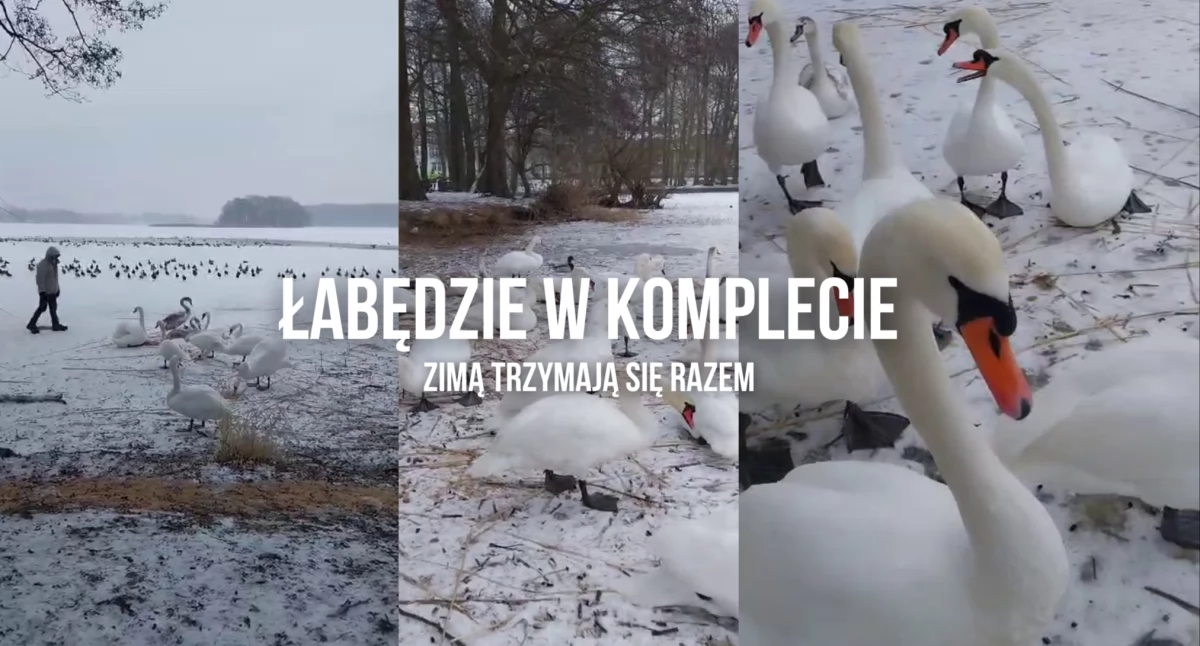 Wasz Temat, Nasze łabędzie Trzesiecka przetrwały mrozy - zdjęcie, fotografia