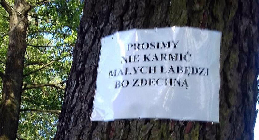 “Prosimy nie karmić małych łabędzi bo zdechną”. Taka kartka pojawiła się w wielu miejscach parku miejskiego w Szczecinku
