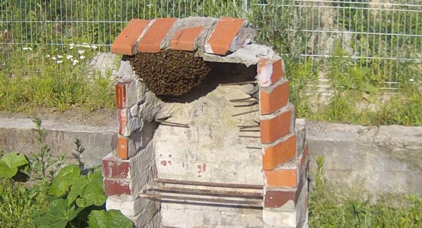 Pszczoły w Szczecinku lubią grilla. Nietypowa interwencja Straży Miejskiej 
