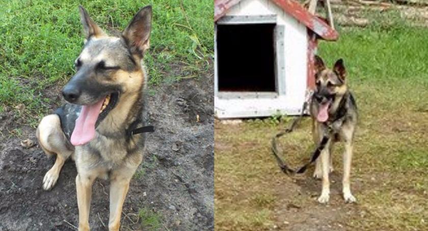 Adoptowany ze schroniska pies skończył na łańcuchu i ze spleśniałym jedzeniem w misce