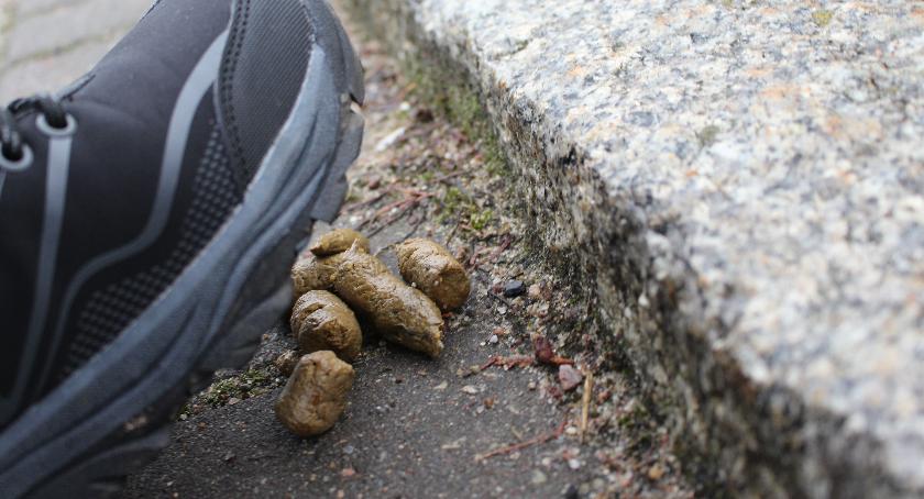 W Szczecinku mieszka blisko 4,5 tys. psów. Dokąd trafiają psie odchody?