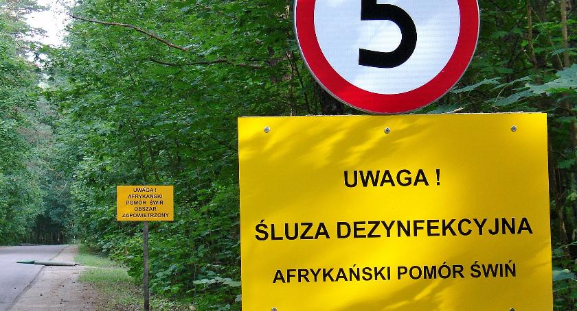 Przygotowania na ASF w powiecie szczecineckim. Jak odeprzeć zarazę?