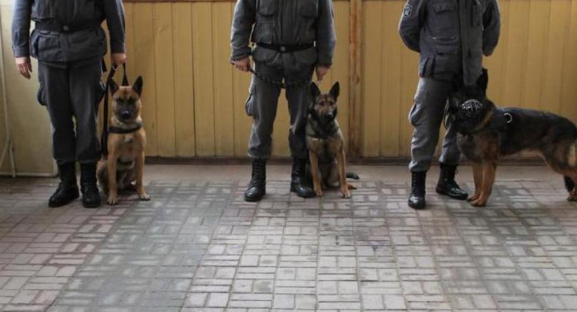 Psy policyjne szukały narkotyków w ZK Szczecinek