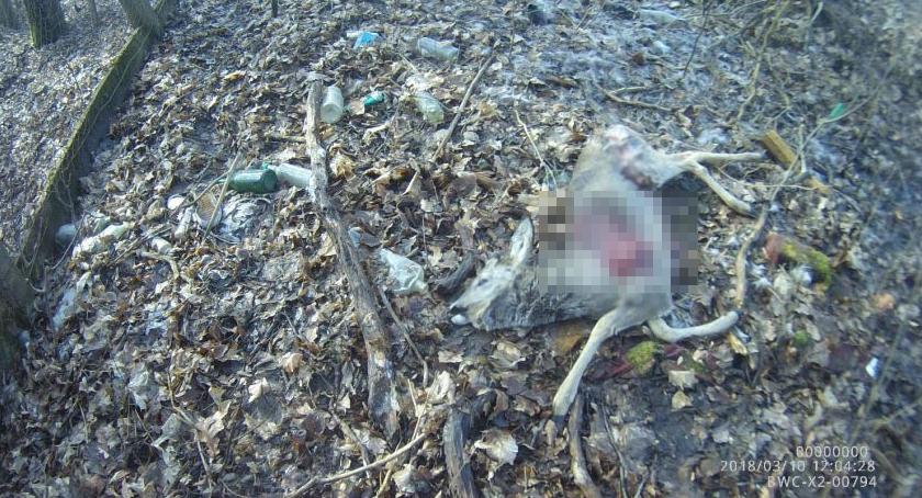Znaleziono kolejną zagryzioną sarnę