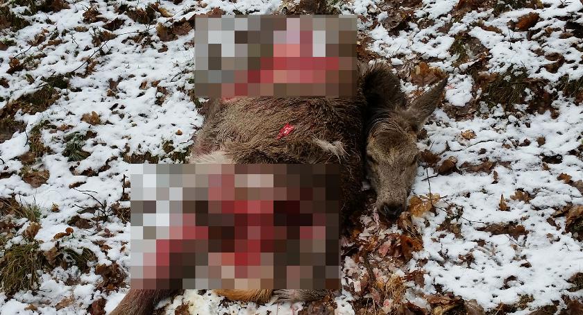 Wilki dopadły sarnę. Nie miały litości
