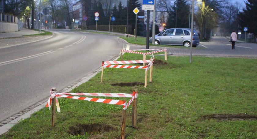 Nowe drzewa na ulicach Szczecinka. Przygotowania do Kronodrzewka